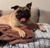 fawn pug with a very wide body and head happily looking at the camera with her tongue hanging out