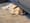 Nugget, our brown and white Cavalier King Charles Spaniel adopted pup, halfway under a couch, asleep